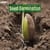 Seed Germination: Description, Process, Diagram, Stages, Necessity, And Its Major Factors